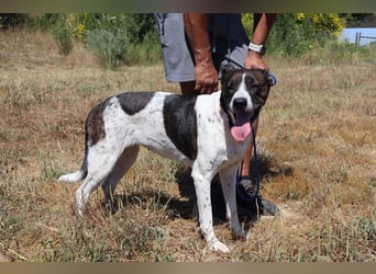 Nikita, Mix Labrador / Boxer, lieb und sozial