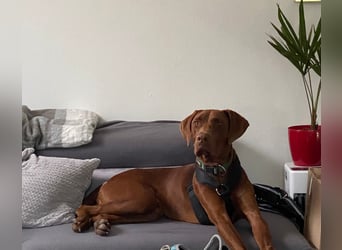 Pepito junger Doberman