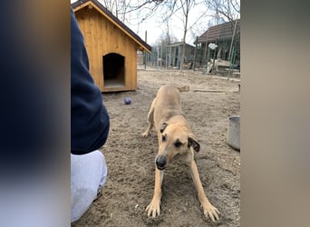 KATHI, Hündin, 6,5 Jahre, 55 cm, Mischling, Tierschutz