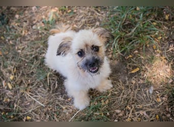 Welpe TOFFIE - wenn ich groß bin möchte ich ein richtiger Familienhund sein!