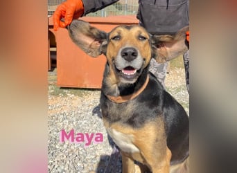 Maya, 07/20 - Traumhündin sucht Zuhause
