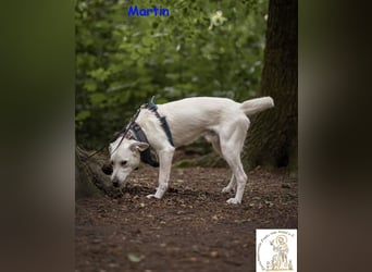 Martin – lebensfroher Junghund