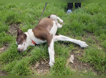 Cayo, 5 Jahre, sucht kompetentes Zuhause