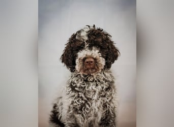 Lagotto Romagnolo / Wasserhund/ Trüffel Suchhund