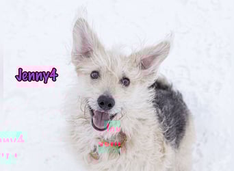 Jenny4 geb. 01/2018 - bezaubernde und super liebe, kleine Wuschelhündin!