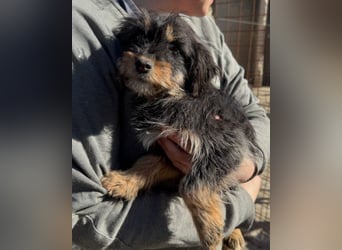 Yorki-Mix ♥Miruna♥ möchte so gerne ihre Familie finden