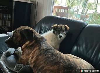 Valeria, kleine Herzensbrecherin sucht ihr Zuhause