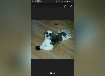 Shih Tzu Deckrüde