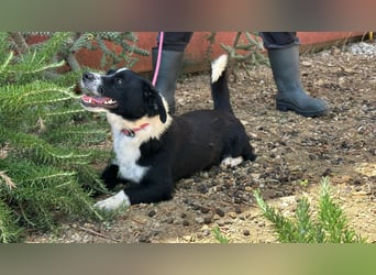 aktiver kleiner Jax sucht ein Zuhause oder eine Pflegestelle