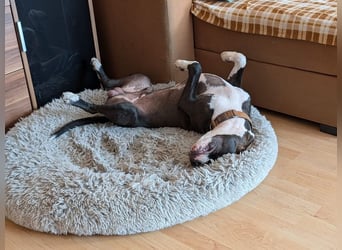 Bene, Staffordshire Terrier, geb. 2025, su. aktive Menschen, gerne mit Rasseerfahrung