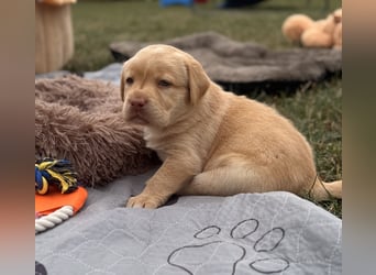 Labrador Welpen mit Ahnentafel