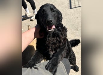 GONZALES❤️ liebenswerter, agiler und neugieriger Kroatischer Schäferhund-Mix