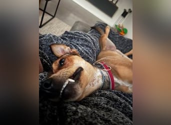 Skylar - befindet sich auf einer Pflegestelle in 56753 Trimbs
