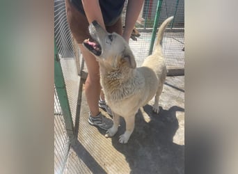 Und dann kam BAILEY - ein liebevoller Hundeopi mit trauriger Vergangenheit sucht endlich sein Glück