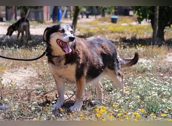 Tsuki, Mix Schäferhund / Berner Senne / Collie , lieb und verträglich