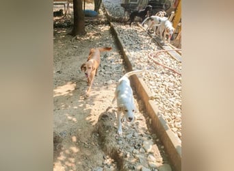 Kuckuck, wer schenkt Traumhund OLIVER ein liebevolles Zuhause?