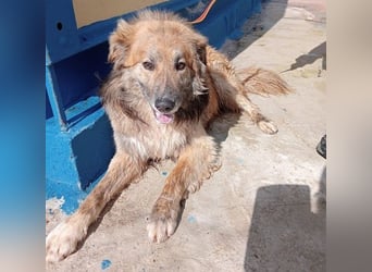 Honey, zurückhaltender Sanfter Collie Mix sucht ruhiges Zuhause