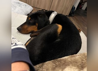 Brandlbracken Mix * BOBBY * wartet in PLZ 75428 auf Besuch