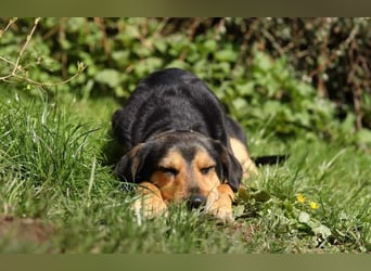Oskar - sucht endlich ein Zuhause