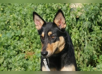Yassi (Spanien) - wunderschöne Schäferhund-Mischlingshündin