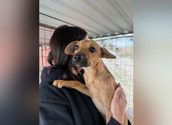 Egon LM – Kleiner Kämpfer mit großem Herzen sucht echtes Zuhause