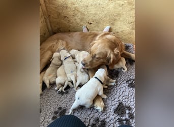Golden Retriever Welpen