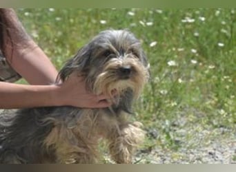 Maia, eine von zwölf zurückgebliebenen Hunden sucht ein neues Zuhause