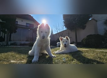 Weißer Schweizer Schäferhund / Welpen / Berger Blanc Suisse / puppies with FCI pedigree