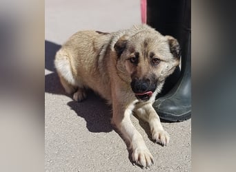 Schäferhund Mischlingshündin Roxie sucht ihre Familie
