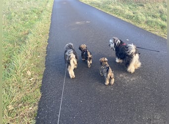 Tibet Terrier Welpen, VDH Papiere, zobel und tricolor