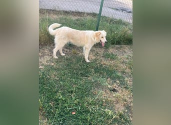 BUBBLES - Hunde-Teenagerin auf Familiensuche!
