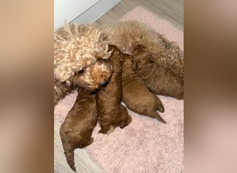 Kleine Toy Pudel rot braun (asiatische Linie)