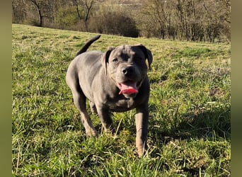 Süße Labradorweimaraner/ American Bully (Pocket)