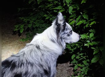 Traumhund: ruhiger & verschmuster Border Collie