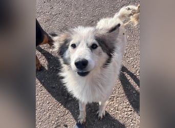 Aimee, RESERVIERT Husky-Collie Mix Lady ,  verjagt und sich selbst überlassen