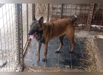 Leon: Malinois-Fans aufgepasst!
