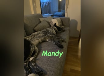 Mandy 04/2021 (in Deutschland) - lernwillige und verspielte, wunderschöne Hündin!