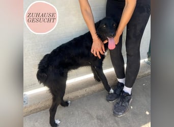 Menschenbezogene Lisa sucht ihr Zuhause ❤️