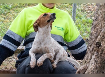 LOLA-Ihr kleines Herz sucht liebevolle Menschen für gemütliche Kuschelstunden und  Spaß bei Sport
