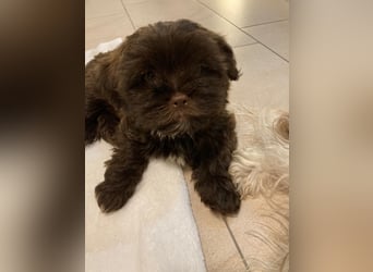 Shih-Tzu-Bolonka Welpen