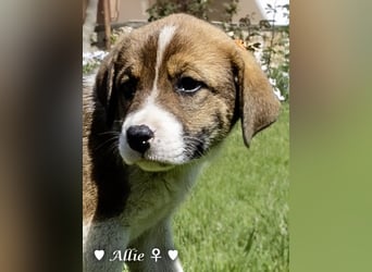 Allie, Adam und Ajax suchen ein Zuhause
