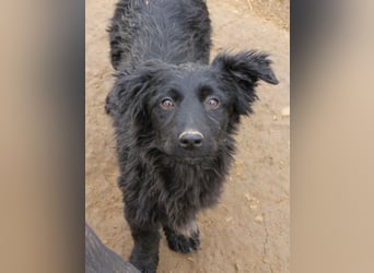 Kuschelkönigin CAPRI liebt die Nähe der Menschen sehr