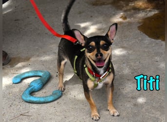 Titi geb. 03/2023 (ESP) - fröhlicher und liebevoller, kleiner Chihuahua-Mix!