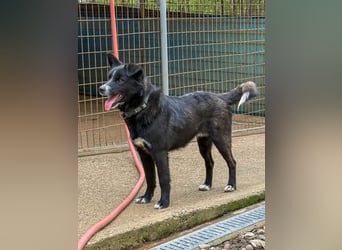 Freundlicher LEWI ist ein absoluter Gute-Laune-Hund