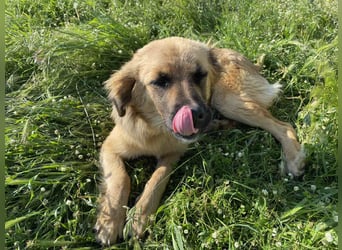 Was Chiko noch fehlt, bist Du