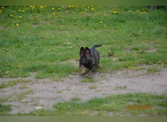 Dunkelgraue Schäferhunde aus Kör-u.Leistungzucht