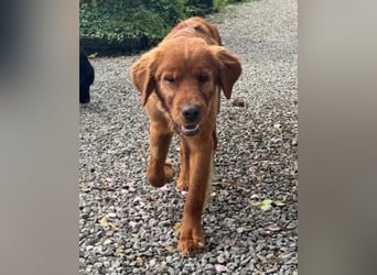 Chow-Chow-Retriever-Mix FELIX ❤️wartet in 53940 Hellenthal