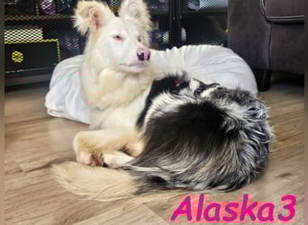 Alaska3 06/2024 (in Deutschland) - eine ganz besondere Border-Collie Hündin!