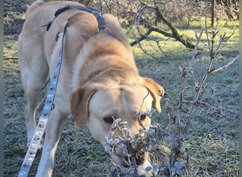 Hector – Der sanfte Riese mit Kuschelpotenzial