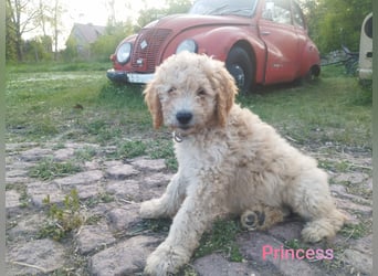 Wunderschöne Labradoodle Welpen, dürfen jetzt ausziehen!
